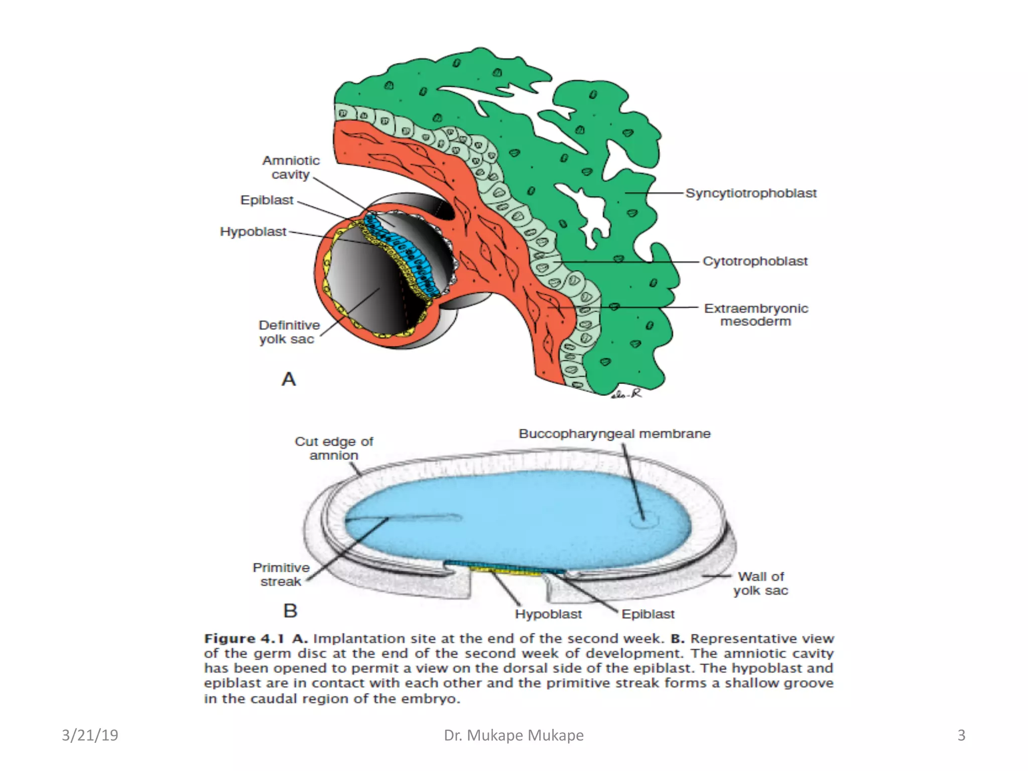 3/21/19 Dr. Mukape Mukape 3
 