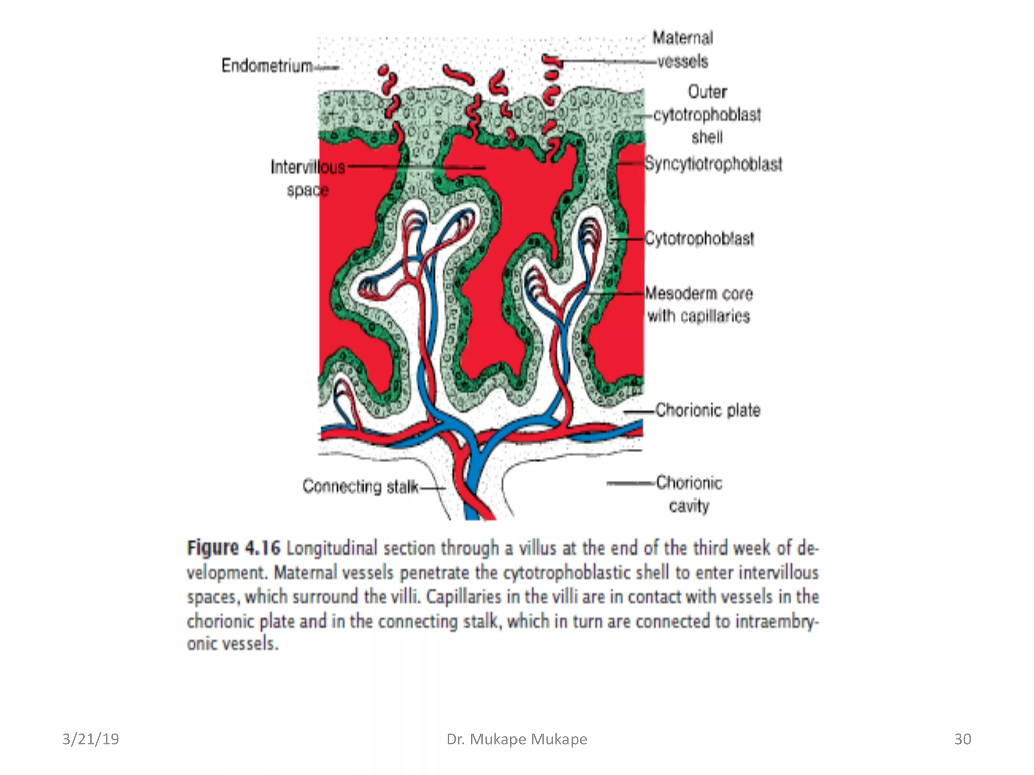 3/21/19 Dr. Mukape Mukape 30
 