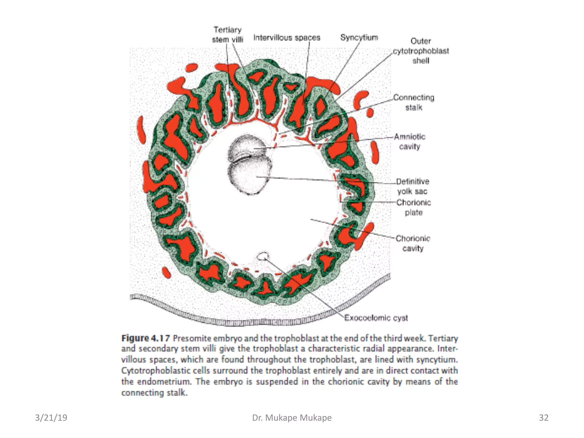 3/21/19 Dr. Mukape Mukape 32
 