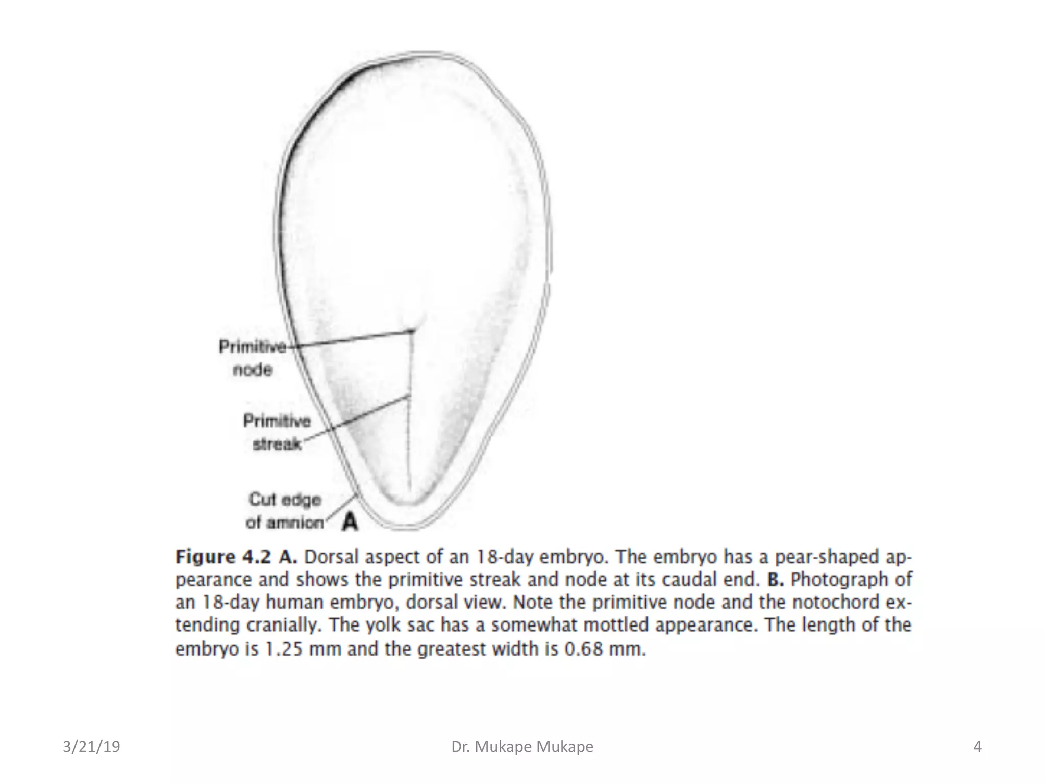 3/21/19 Dr. Mukape Mukape 4
 