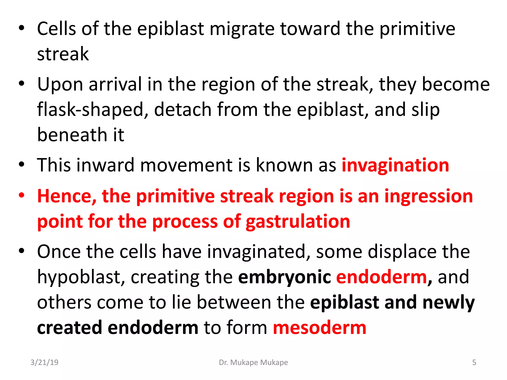 • Cells of the epiblast migrate toward the primitive
streak
• Upon arrival in the region of the streak, they become
flask-shaped, detach from the epiblast, and slip
beneath it
• This inward movement is known as invagination
• Hence, the primitive streak region is an ingression
point for the process of gastrulation
• Once the cells have invaginated, some displace the
hypoblast, creating the embryonic endoderm, and
others come to lie between the epiblast and newly
created endoderm to form mesoderm
3/21/19 Dr. Mukape Mukape 5
 