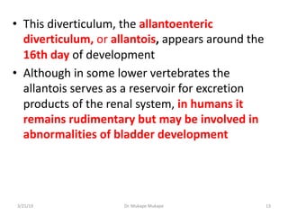 • This diverticulum, the allantoenteric
diverticulum, or allantois, appears around the
16th day of development
• Although ...
