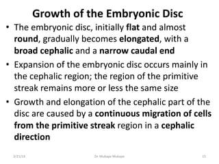 Growth of the Embryonic Disc
• The embryonic disc, initially flat and almost
round, gradually becomes elongated, with a
br...