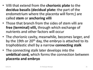 • Villi that extend from the chorionic plate to the
decidua basalis (decidual plate: the part of the
endometrium where the...
