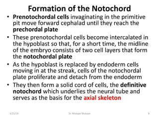 Formation of the Notochord
• Prenotochordal cells invaginating in the primitive
pit move forward cephalad until they reach...