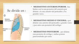 Se divide en :
• MEDIASTINO ANTEROSUPERIOR.- Sus
limites son la cara posterior del esternón por
delante y la cara anterior del pericardio y los
grandes vasos.
• MEDIASTINO MEDIO O VISCERAL.- por
delante cara anterior del pericardio y grandes vasos
y por atrás cara posterior del esófago.
• MEDIASTINO POSTERIOR .- por delante
cara posterior de esófago y ambas goteras
paravertebrales por atrás.
 