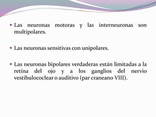 19.TEJIDO_NERVIOSO (1).pdf