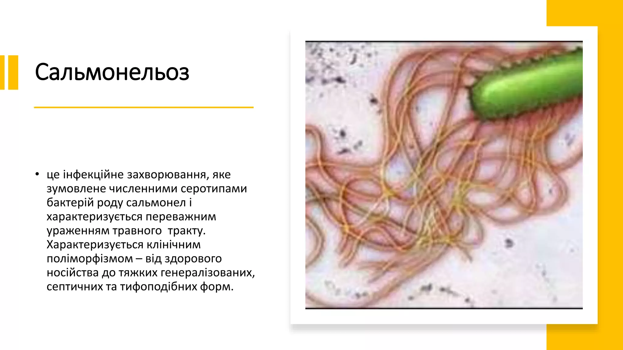 Сальмонельоз
• це інфекційне захворювання, яке
зумовлене численними серотипами
бактерій роду сальмонел і
характеризується переважним
ураженням травного тракту.
Характеризується клінічним
поліморфізмом – від здорового
носійства до тяжких генералізованих,
септичних та тифоподібних форм.
 