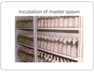 Incubation of master spawn
 