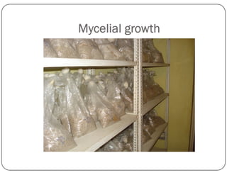 Mycelial growth
 