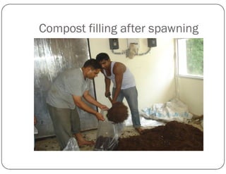 Compost filling after spawning
 