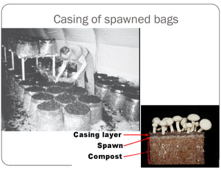 Casing of spawned bags
 