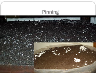 Pinning
 