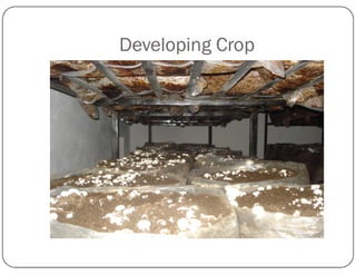 Developing Crop
 