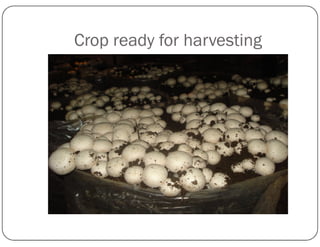 Crop ready for harvesting
 