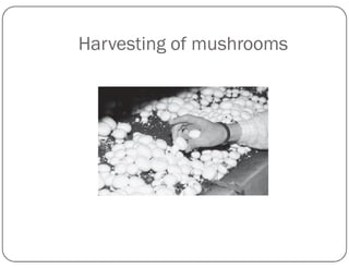 Harvesting of mushrooms
 
