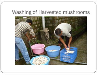 Washing of Harvested mushrooms
 