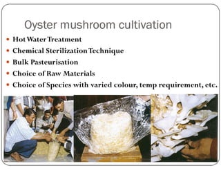 Oyster mushroom cultivation
 HotWaterTreatment
 Chemical SterilizationTechnique
 Bulk Pasteurisation
 Choice of Raw Materials
 Choice of Species with varied colour, temp requirement, etc.
 Choice of Species with varied colour, temp requirement, etc.
 