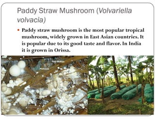 Paddy Straw Mushroom (Volvariella
volvacia)
 Paddy straw mushroom is the most popular tropical
mushroom, widely grown in East Asian countries. It
is popular due to its good taste and flavor. In India
it is grown in Orissa.
 