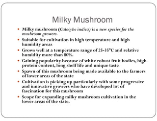 Milky Mushroom
 Milky mushroom (Calocybe indica) is a new species for the
mushroom growers.
 Suitable for cultivation in high temperature and high
humidity areas
 Grows well at a temperature range of 25-35°C and relative
humidity more than 80%.
 Gaining popularity because of white robust fruit bodies, high
 Gaining popularity because of white robust fruit bodies, high
protein content, long shelf life and unique taste
 Spawn of this mushroom being made available to the farmers
of lower areas of the state
 Cultivation is picking up particularly with some progressive
and innovative growers who have developed lot of
fascination for this mushroom
 Scope for expanding milky mushroom cultivation in the
lower areas of the state.
 
