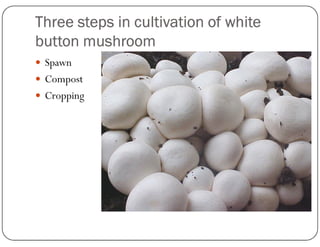 Three steps in cultivation of white
button mushroom
 Spawn
 Compost
 Cropping
 