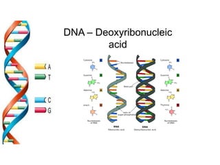 DNA – Deoxyribonucleic
acid
 