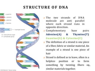 STRUCTURE O F DNA
❑ The two strands of DNA
molecule are anti parallel
where each strand runs in
opposite direction.
❑ Complementary base pairs
Adenine(A) & Thymine(T)
Guanine(G) & Cytosine(C)
❑ The definition of a strand is one piece
of a fiber, fabric or similar material. An
example of a strand is one piece of
hair
❑ Strand is defined as to leave, often in a
helpless position or to form
something by twisting fibers or
similar materials together.
71
 