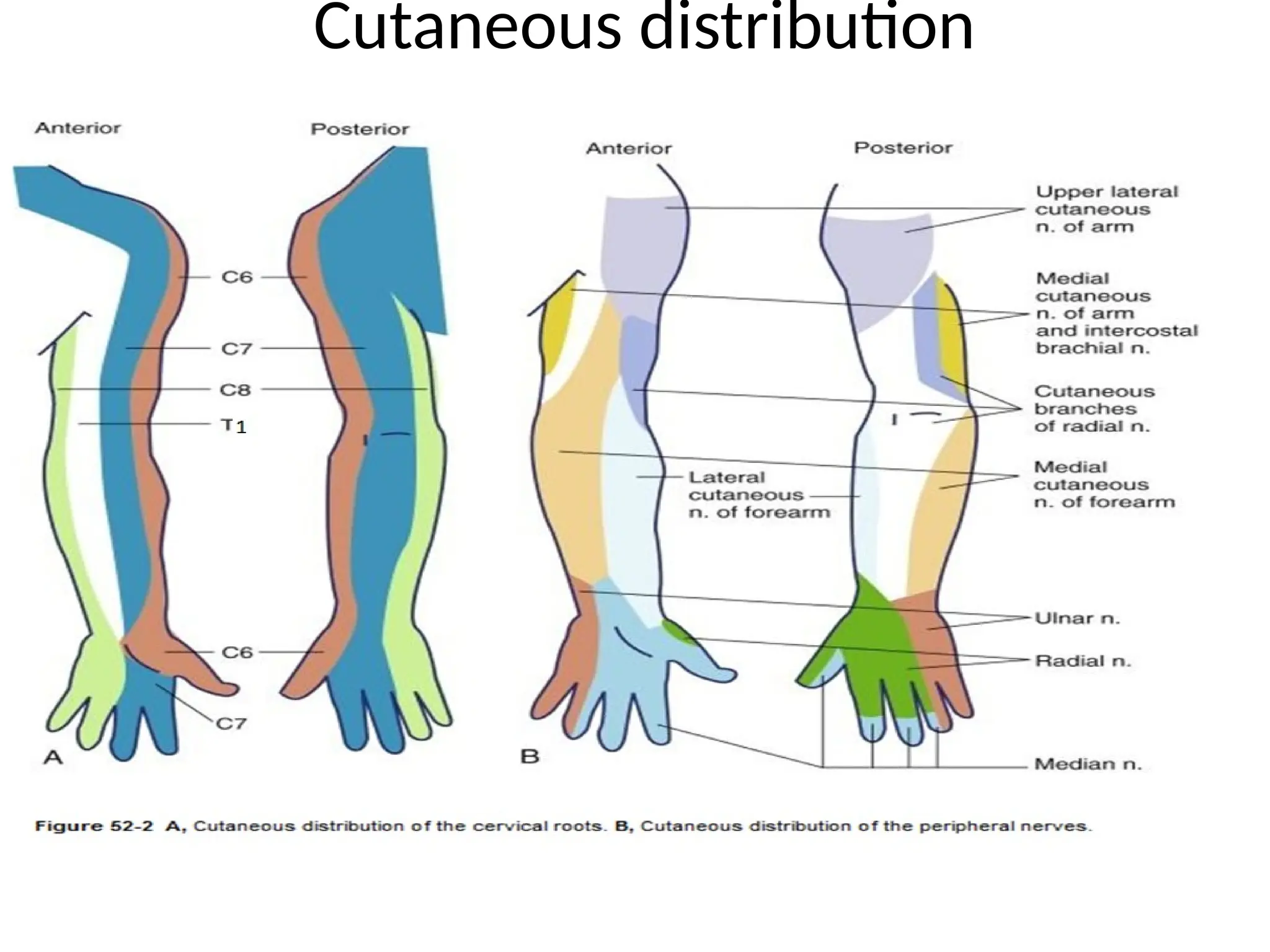 Cutaneous distribution
 