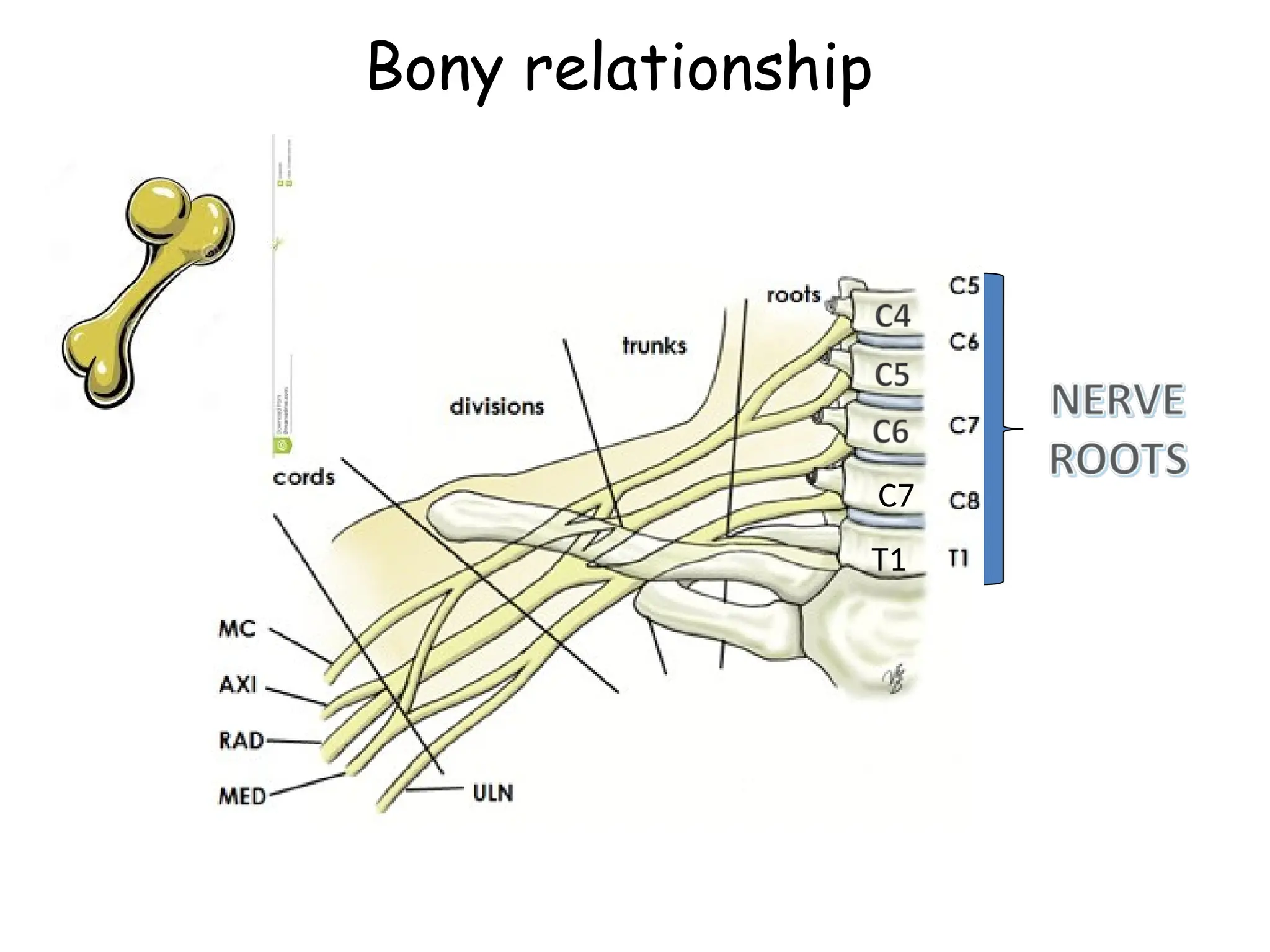 Bony relationship
T1
C7
 