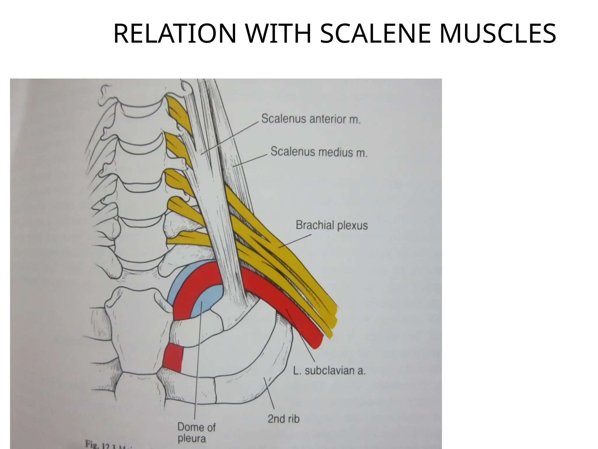 RELATION WITH SCALENE MUSCLES
 