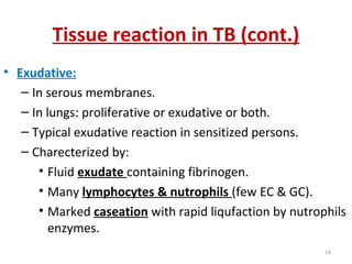 Tissue reaction in TB (cont.)
• Exudative:
– In serous membranes.
– In lungs: proliferative or exudative or both.
– Typical exudative reaction in sensitized persons.
– Charecterized by:
• Fluid exudate containing fibrinogen.
• Many lymphocytes & nutrophils (few EC & GC).
• Marked caseation with rapid liqufaction by nutrophils
enzymes.
14
 