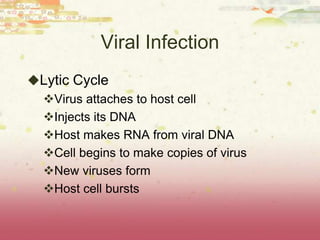 Viral Infection
Lytic Cycle
 Virus attaches to host cell
 Injects its DNA
 Host makes RNA from viral DNA
 Cell begins to make copies of virus
 New viruses form
 Host cell bursts
 