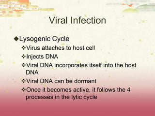 Viral Infection
Lysogenic Cycle
 Virus attaches to host cell
 Injects DNA
 Viral DNA incorporates itself into the host
   DNA
 Viral DNA can be dormant
 Once it becomes active, it follows the 4
   processes in the lytic cycle
 