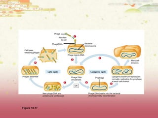 Phage


Phage reproductive cycles             Attaches             1
                                          to cell

                              Phage DNA                                 Bacterial
                                                                        chromosome

 Cell lyses,
 releasing phages
                                                    Phage injects DNA
                                                                                        7
                                                        2                                                                     Many cell
           4                                                                                                                  divisions



                         Lytic cycle                                          Lysogenic cycle

Phages assemble                                        Phage DNA                                         Lysogenic bacterium reproduces
                                                                                   Prophage
                                                       circularizes                                      normally, replicating the prophage
                                                                                                         at each cell division
                                             3                          5                            6
                                                            OR


                    New phage DNA and                                       Phage DNA inserts into the bacterial
                    proteins are synthesized                                chromosome by recombination




Figure 10.17
 