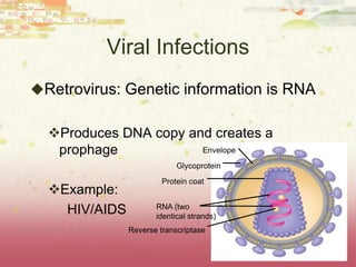 Viral Infections
Retrovirus: Genetic information is RNA


  Produces DNA copy and creates a
   prophage            Envelope
                            Glycoprotein
                        Protein coat
  Example:
                      RNA (two
    HIV/AIDS          identical strands)
               Reverse transcriptase
 