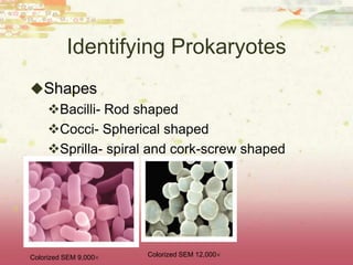 Identifying Prokaryotes
Shapes
 Bacilli- Rod shaped
 Cocci- Spherical shaped
 Sprilla- spiral and cork-screw shaped




Colorized SEM 9,000   Colorized SEM 12,000
 