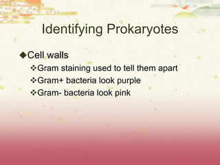 Identifying Prokaryotes
Cell walls
 Gram staining used to tell them apart
 Gram+ bacteria look purple
 Gram- bacteria look pink
 