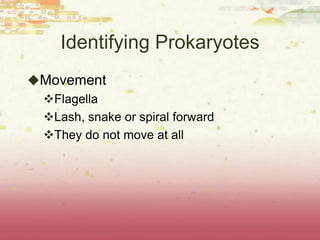 Identifying Prokaryotes
Movement
 Flagella
 Lash, snake or spiral forward
 They do not move at all
 