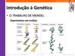 Ciências – 8º ano Ens. Fundamental 3º Período Profa. Rebeca Vale
Introdução à Genética
As bases da hereditariedade
• O TRABALHO DE MENDEL
Experimentos com ervilhas
 
