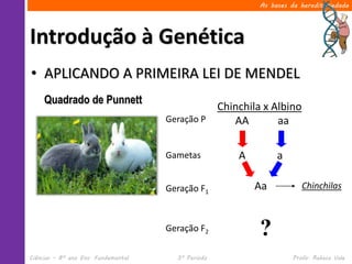Ciências – 8º ano Ens. Fundamental 3º Período Profa. Rebeca Vale
Introdução à Genética
As bases da hereditariedade
• APLICANDO A PRIMEIRA LEI DE MENDEL
Quadrado de Punnett
Geração P
Chinchila x Albino
AA aa
Gametas A a
Geração F1
Aa Chinchilas
Geração F2 ?
 