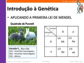 Ciências – 8º ano Ens. Fundamental 3º Período Profa. Rebeca Vale
Introdução à Genética
As bases da hereditariedade
• APLICANDO A PRIMEIRA LEI DE MENDEL
Quadrado de Punnett
Gametas
♀
Gametas
♂
A
A
a
a
AA Aa
Aa aa
1/4
1/4
1/2
1/2Aa x AaGeração F2
25% - chinchilas homozigotos
50% - chinchilas heterozigotos
25% - albinos
 