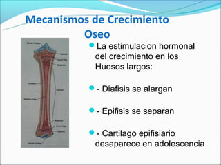 Mecanismos de Crecimiento
         Oseo
           La estimulacion hormonal
            del crecimiento en los
            Huesos largos:

           - Diafisis se alargan

           - Epifisis se separan

           - Cartilago epifisiario
            desaparece en adolescencia
 