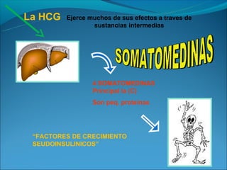 La HCG   Ejerce muchos de sus efectos a traves de
                 sustancias intermedias




                 4 SOMATOMEDINAS
                 Principal la (C)
                 Son peq. proteinas




 “FACTORES DE CRECIMIENTO
 SEUDOINSULINICOS”
 
