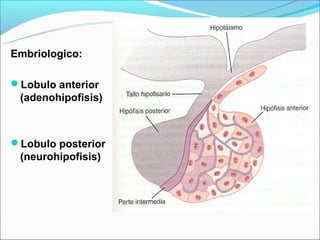 Embriologico:

Lobulo anterior
 (adenohipofisis)



Lobulo posterior
 (neurohipofisis)
 