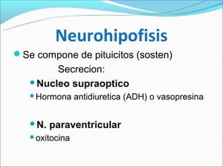 Neurohipofisis
Se compone de pituicitos (sosten)
        Secrecion:
   Nucleo supraoptico
   Hormona     antidiuretica (ADH) o vasopresina


   N.   paraventricular
   oxitocina
 