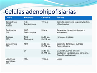Celulas adenohipofisiarias
Célula         Hormona          Química       Acción

Somatotropa    H.G.             191 a.a.      Estimula crecimiento corporal y lipolisis.
30-40%         Somatotropina                  Inhibe insulina.
Acidofila

Corticotropa   ACTH             39 a.a.       Generación de glucocorticoides y
20%            Corticotropina                 andrógenos.

Tirotropa      THS              2a:89 a.a.    Hormonas tiroideas.
3-5%           Tirotropina      2b:112 a.a.

Gonadotropa    FSH              2a:89 a.a.    Desarrollo de folículos ováricos
3-5%                            2b:112 a.a.   Espermatogenia

               LH               2a:89 a.a.    Ovulación, cuerpo amarillo.
                                2b:115 a.a.   Estrógenos y progesterona por ovario.
                                              Testosterona testicular.

Lactotropa     PRL              198 a.a.      Leche
Mamotropa
3-5%
 