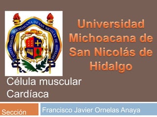 Célula muscular
 Cardíaca
Sección   Francisco Javier Ornelas Anaya
 