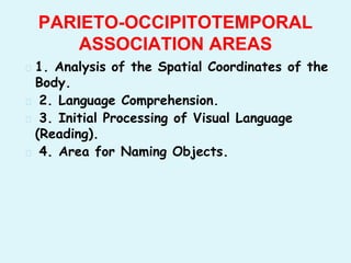 � 1. Analysis of the Spatial Coordinates of the
Body.
� 2. Language Comprehension.
� 3. Initial Processing of Visual Language
(Reading).
� 4. Area for Naming Objects.
PARIETO-OCCIPITOTEMPORAL
ASSOCIATION AREAS
 
