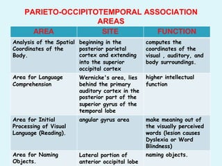 AREA SITE FUNCTION
Analysis of the Spatial
Coordinates of the
Body.
beginning in the
posterior parietal
cortex and extending
into the superior
occipital cortex
computes the
coordinates of the
visual , auditory, and
body surroundings.
Area for Language
Comprehension
Wernicke's area, lies
behind the primary
auditory cortex in the
posterior part of the
superior gyrus of the
temporal lobe
higher intellectual
function
Area for Initial
Processing of Visual
Language (Reading).
angular gyrus area make meaning out of
the visually perceived
words (lesion causes
Dyslexia or Word
Blindness)
Area for Naming
Objects.
Lateral portion of
anterior occipital lobe
naming objects.
PARIETO-OCCIPITOTEMPORAL ASSOCIATION
AREAS
 