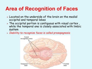 ⮚ Located on the underside of the brain on the medial
occipital and temporal lobes
⮚ The occipital portion is contiguous with visual cortex ,
while the temporal one is closely associated with limbic
system
⮚ Inability to recognize faces is called prosopagnosia
Area of Recognition of Faces
 